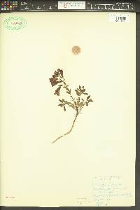 Penstemon fruticosus var. serratus image
