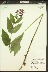 Stachys cooleyae image