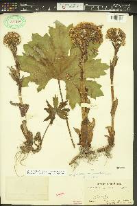 Petasites frigidus var. palmatus image