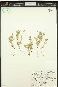 Cryptantha intermedia image