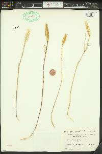 Calochortus bruneaunis image