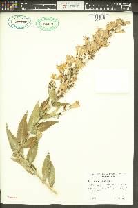 Penstemon venustus image