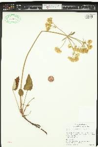 Eriogonum compositum image