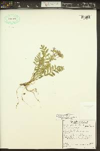 Polemonium californicum image