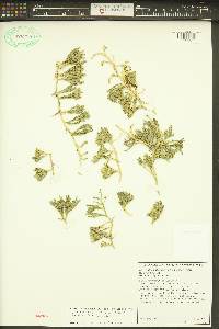 Diphasiastrum alpinum image