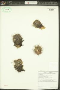 Pediocactus nigrispinus image