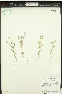 Cryptantha torreyana image