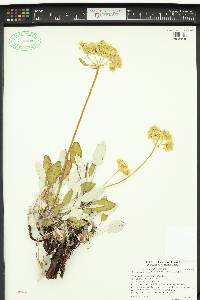 Eriogonum compositum var. lancifolium image