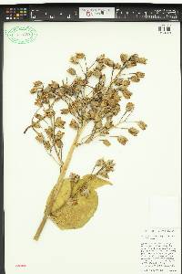 Nicotiana sylvestris image