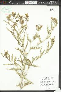 Mentzelia multiflora image