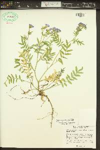 Polemonium californicum image