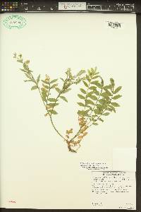 Polemonium californicum image