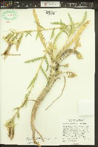 Mentzelia laevicaulis image