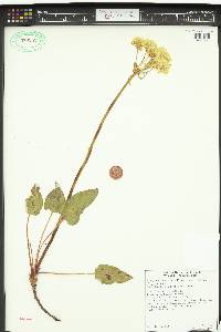 Eriogonum compositum image