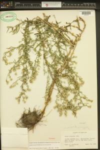 Symphyotrichum lateriflorum image