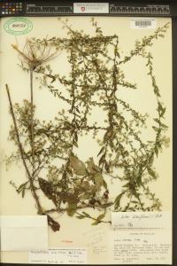 Symphyotrichum lateriflorum image