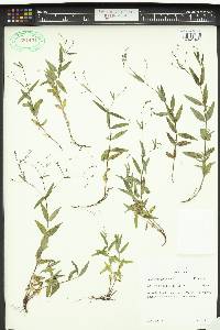 Kelloggia galioides image