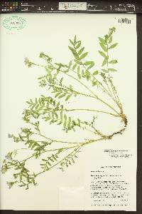 Polemonium californicum image