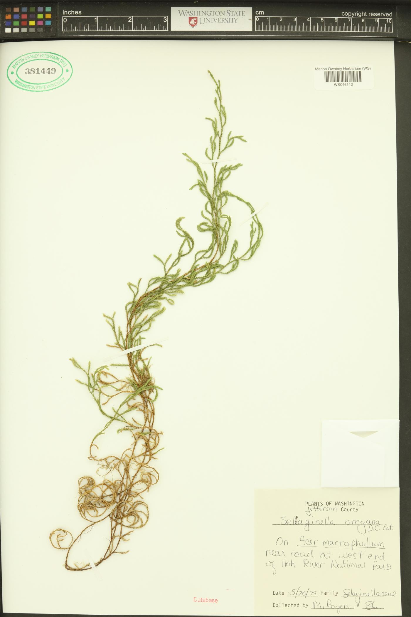 Selaginella oregana image