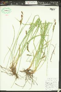 Carex spectabilis image