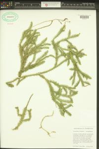 Lycopodium clavatum image