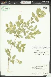 Lonicera tatarica image