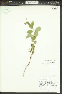 Spiraea lucida image