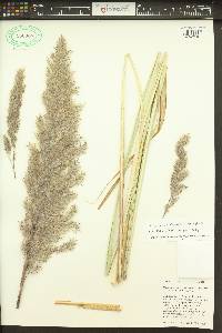 Tripidium ravennae image