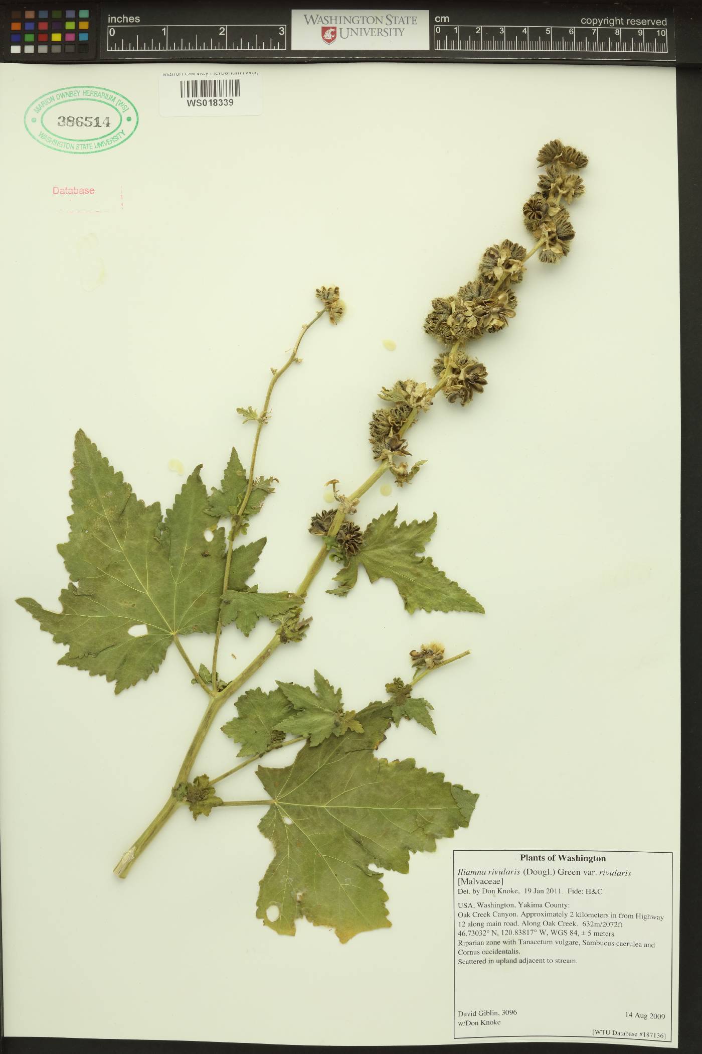 Iliamna rivularis var. rivularis image