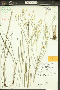 Pityopsis graminifolia var. latifolia image