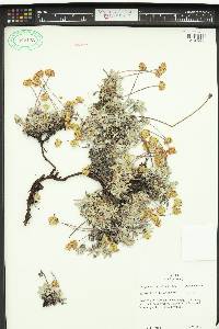 Eriogonum caespitosum image