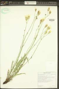 Crepis barbigera image