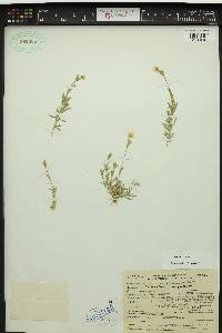 Cerastium arvense image