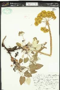 Eriogonum compositum var. compositum image