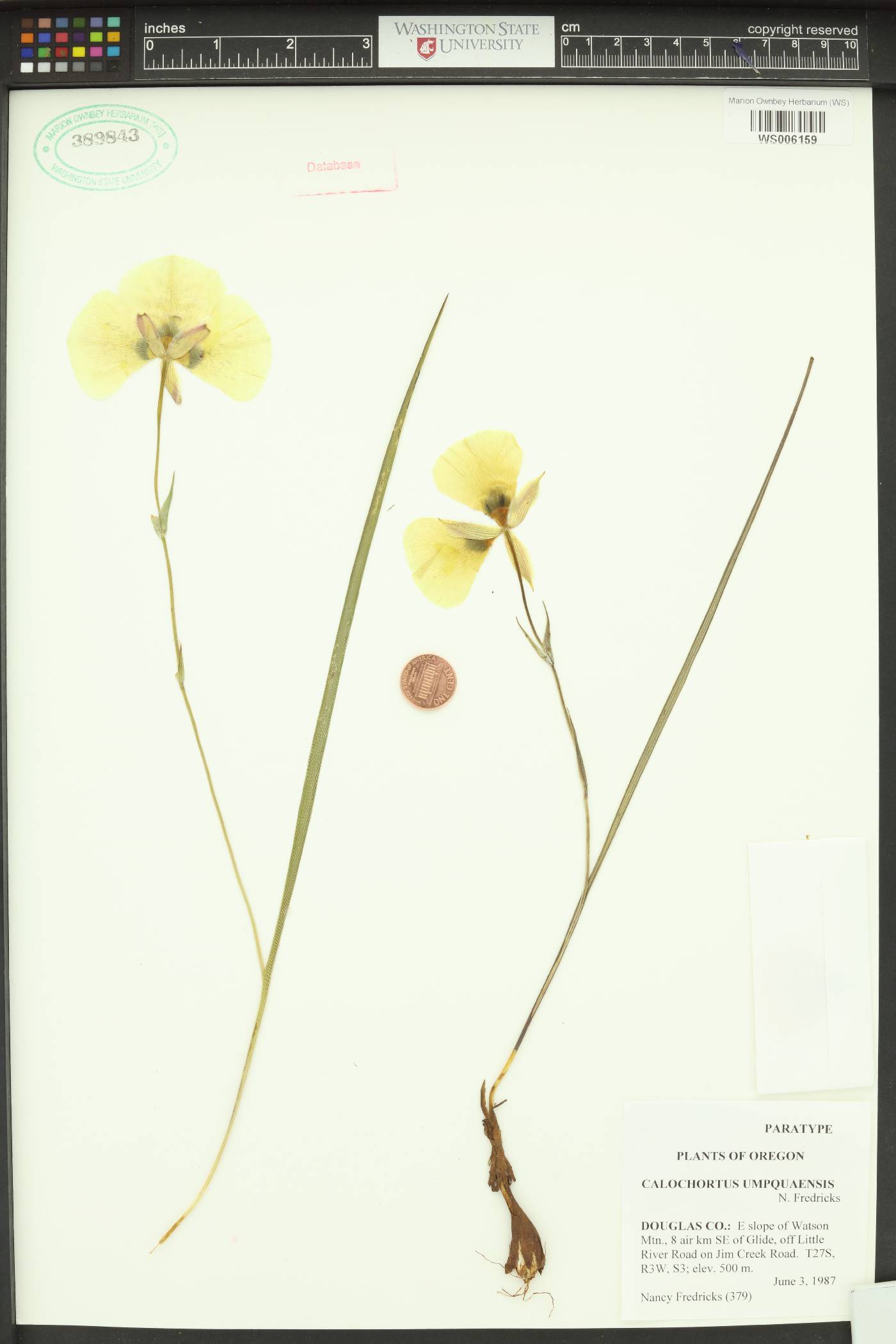 Calochortus umpquaensis image