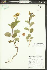 Spiraea lucida image
