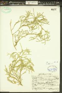 Diphasiastrum complanatum image