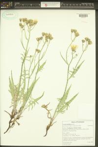 Crepis barbigera image