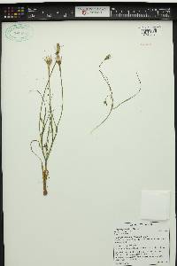 Tragopogon mirus image