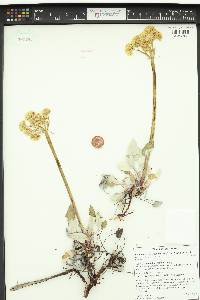 Eriogonum compositum var. leianthum image