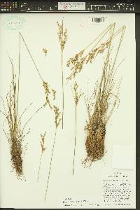 Juncus trilocularis image