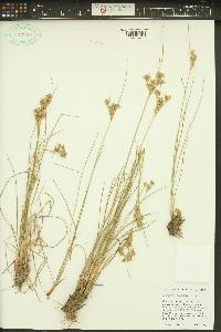Juncus trilocularis image