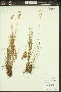 Juncus trilocularis image