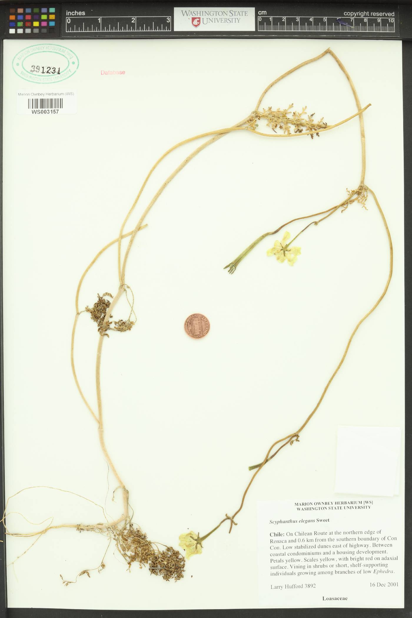 Scyphanthus elegans image