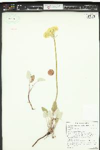 Eriogonum compositum image