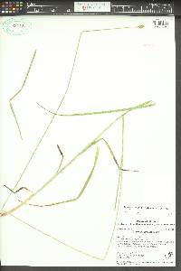 Carex aggregata image