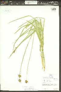 Carex illota image
