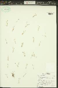 Juncus uncialis image