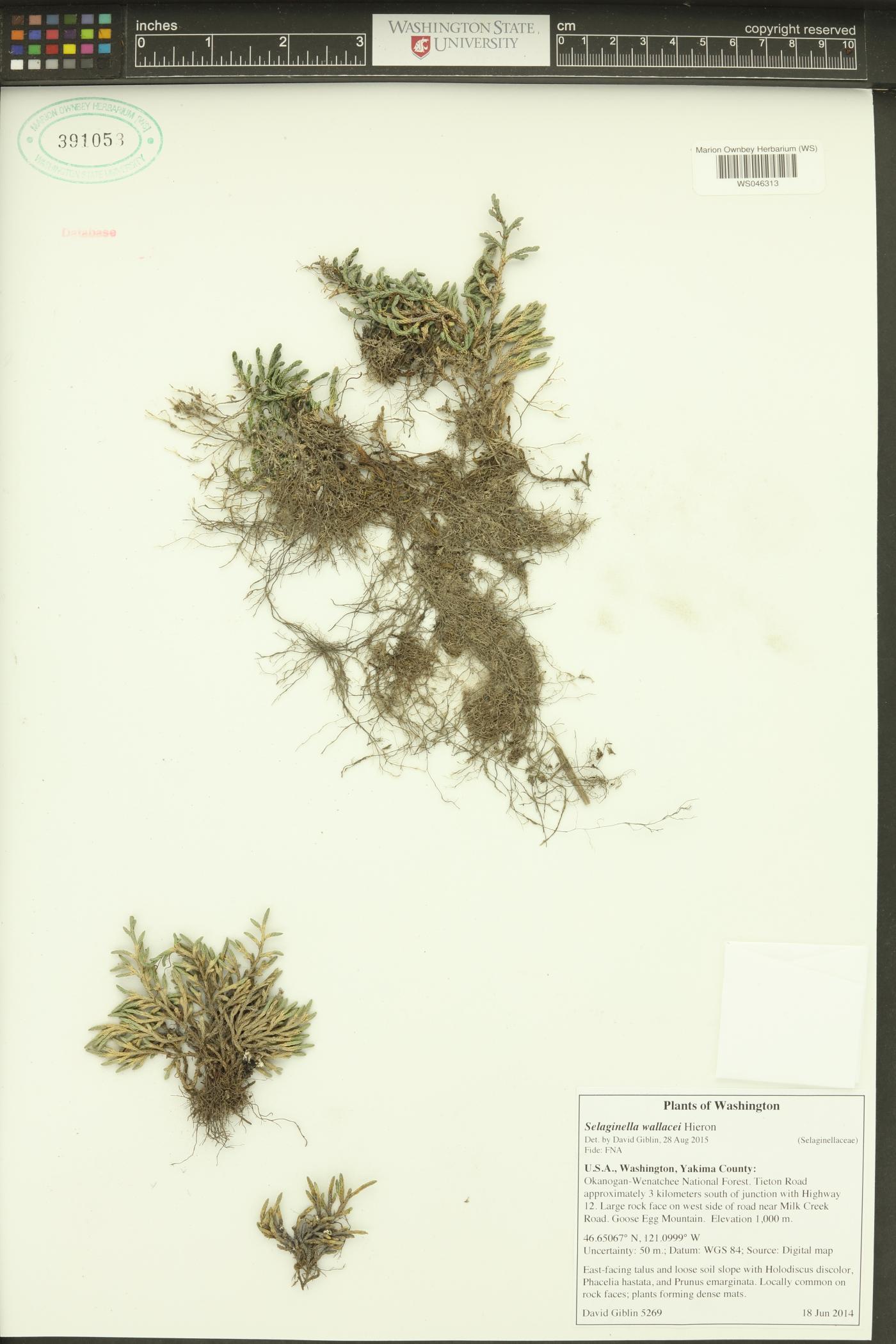 Selaginella wallacei image