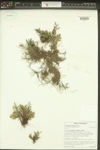Selaginella wallacei image